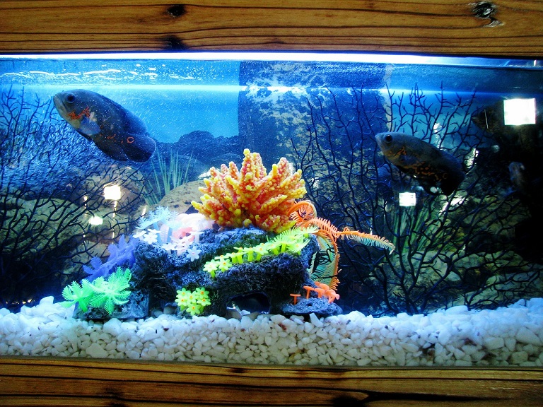 SEO Marketing Solutions for tropical fish pet store example